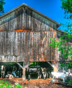 Old Barn and Cows