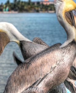 Pelicans Two