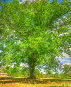 Robibbero Tree