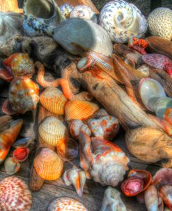 Shells III