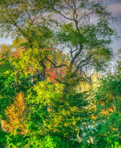 Spring Trees Vertical