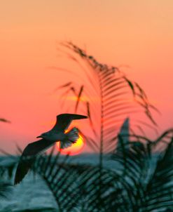 Sunset Gull and Fronds