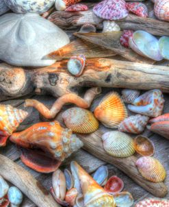 Shells IV