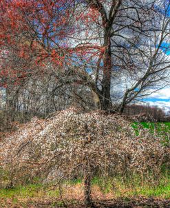 Spring Cherry Tree