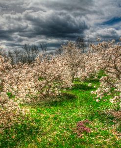 Spring Orchard