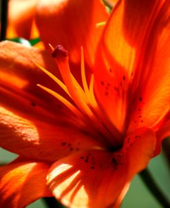 Tiger Lillies VI