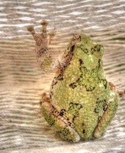 Tree Frog