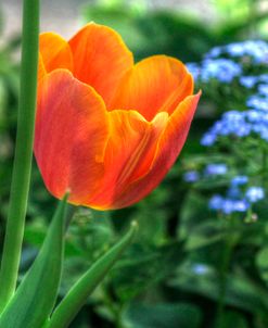 Tulip Blue Background