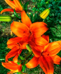 Tiger Lilies I