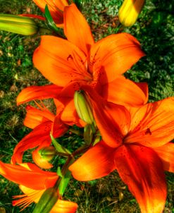 Tiger Lillies II