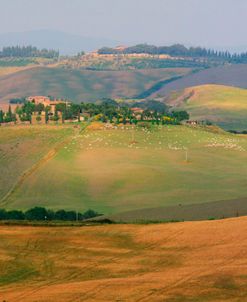 Tuscan Hill Sheep