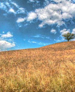 Tuscan Lone Tree Blue Sky