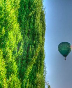 Tuscan Cedar and Balloon