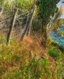 Tuscan Cedar and Fence
