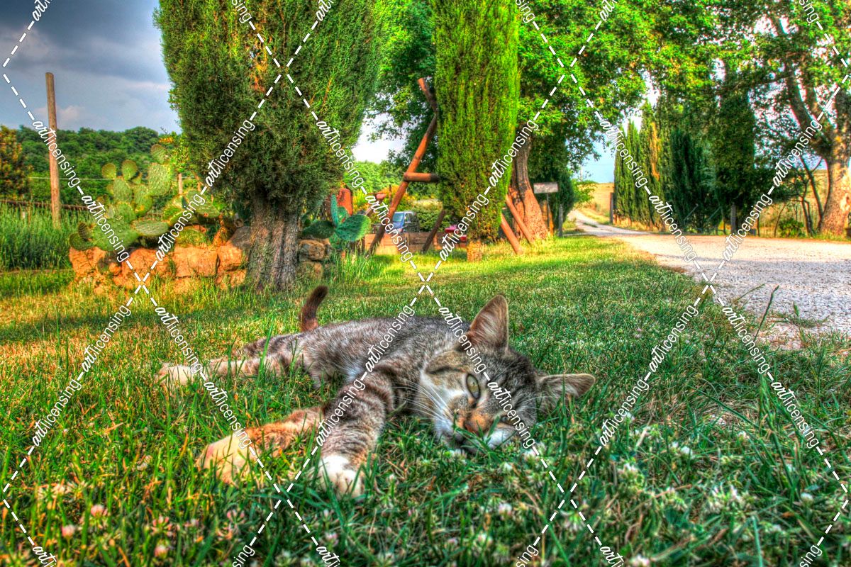Tuscan Sleepy Cat