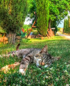 Tuscan Sleepy Cat