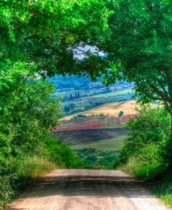 Tuscan Tree Tunnel