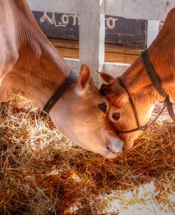 Two Calves