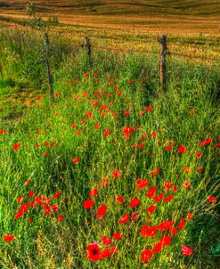 Tuscan Vertical Poppies and Fence