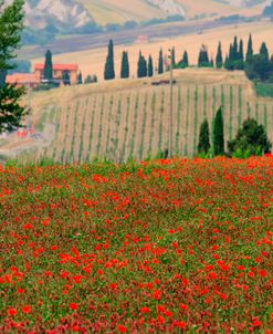 Tuscan Vertical Poppies