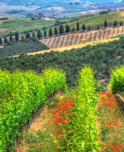 Tuscan Wine Rows