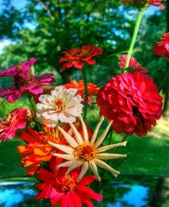 Zinnia Bouquet