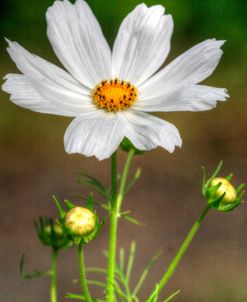 White Flower Vertical