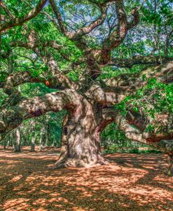 Angel Oak