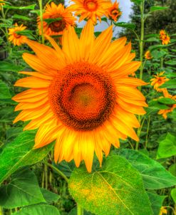 August Sunflowers