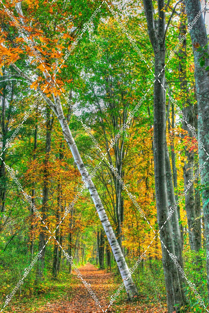 Birch Over The Trail