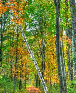 Birch Over The Trail