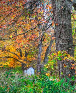 Autumn Shed