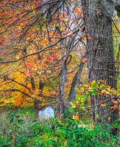 Autumn Shed