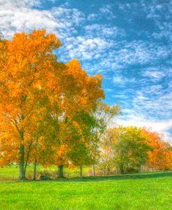 Autumn Tree Line