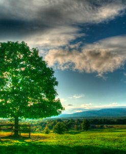 Blue Chip Sunset Tree