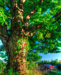 Butterville Road Vertical