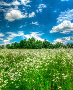 Daisy Sky