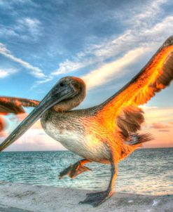 Dancing Pelican