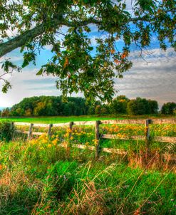 Fence And Tree