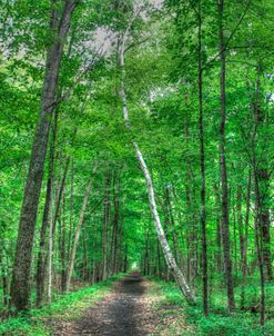 Forest Birch