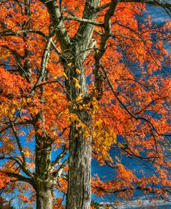 Grandparent Trees