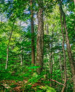 Forest Vertical