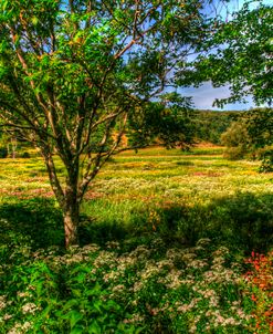 Hobart Meadow