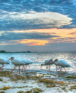 Ibis At Sunrise