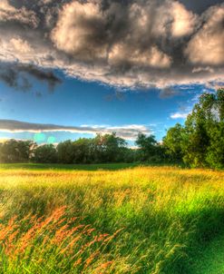 Late Afternoon Field