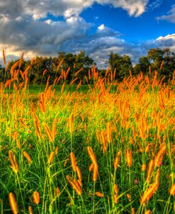 Late Summer Grass