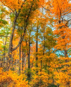 Inwood Park Vertical