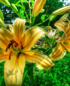 June Lilies