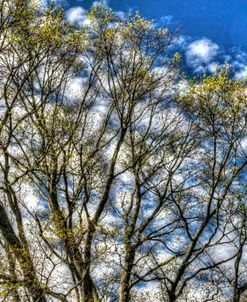 May Buds And Sky