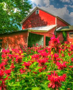 Monarda And Red Barn